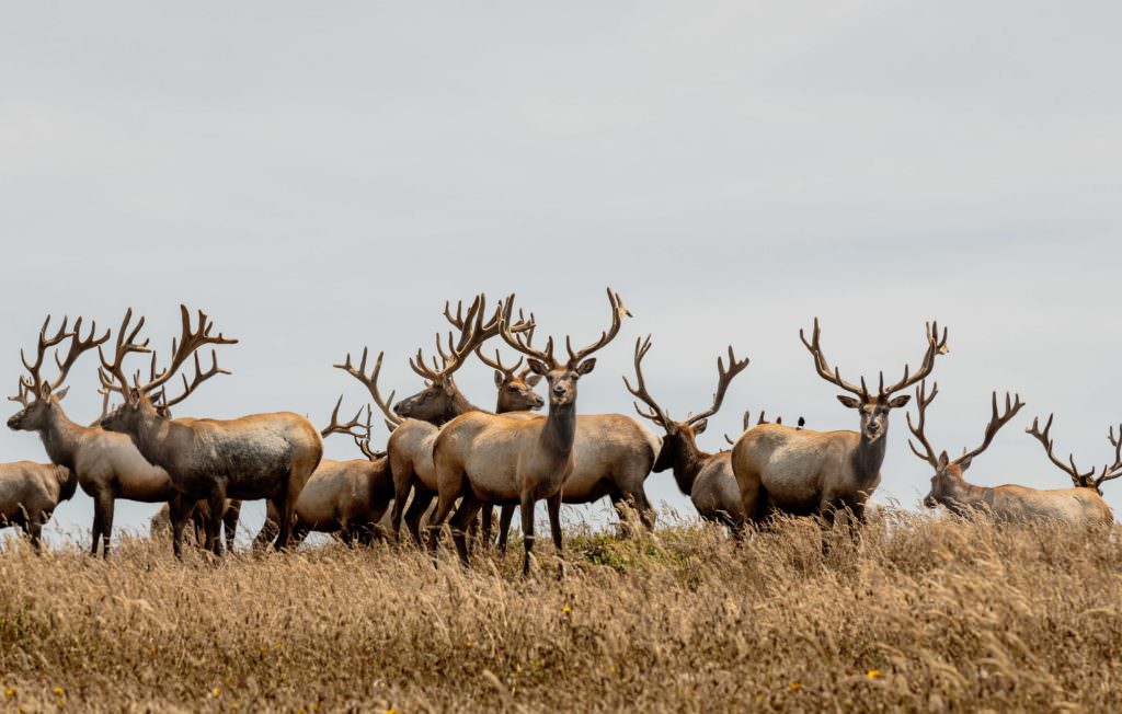Large heards of Elk gather during Elkfest in Jackson Hole